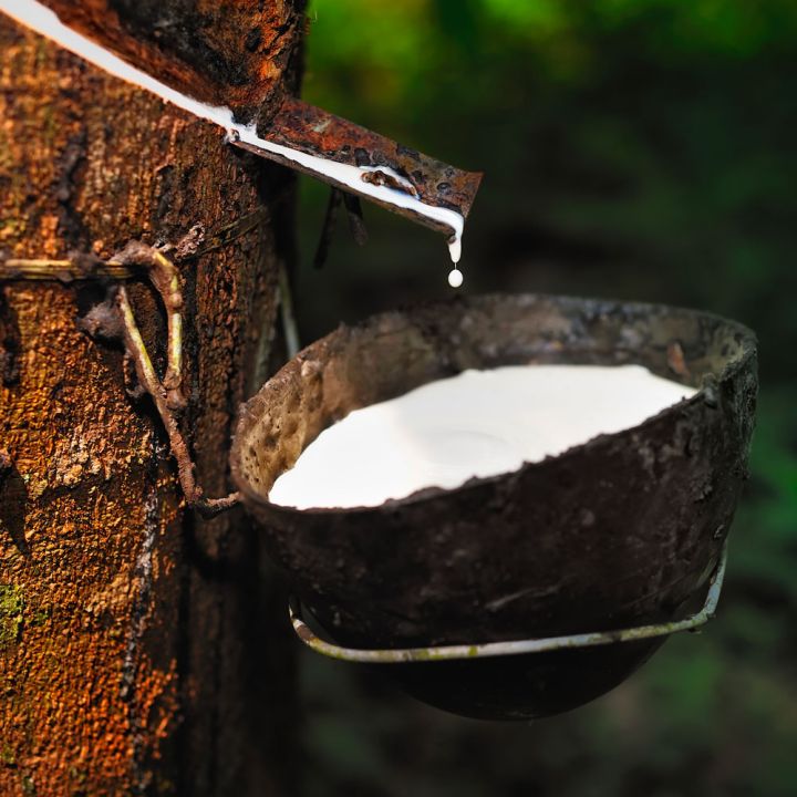 Culture arbre latex hévéa EPDM Solutions Elastomeres