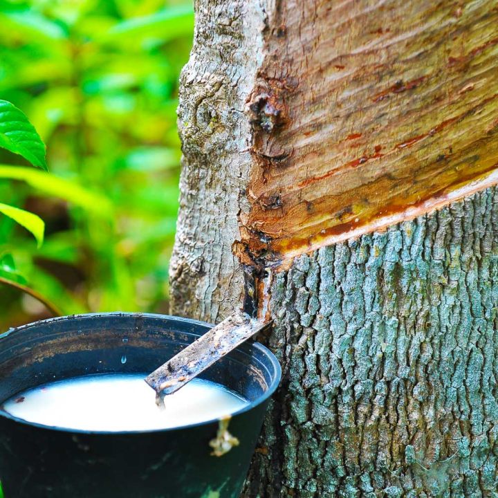 Culture arbre latex hévéa Naturel Noir Solutions Elastomeres