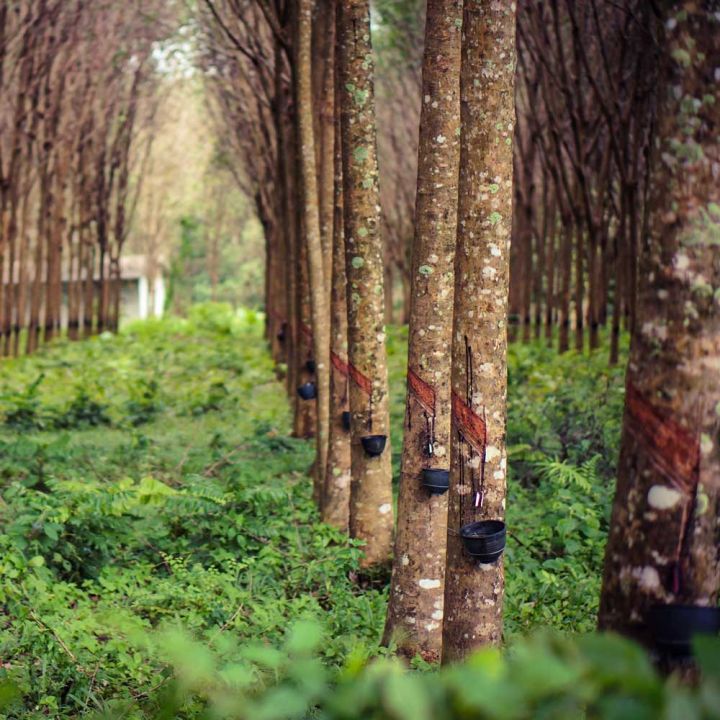 Culture arbre latex hévéa Naturel Noir Solutions Elastomeres